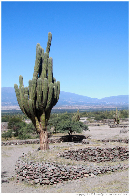 Cactus in the Pre-Inca ruins of Quilmes.