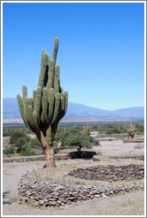 Cactus in the Pre-Inca ruins of Quilmes.