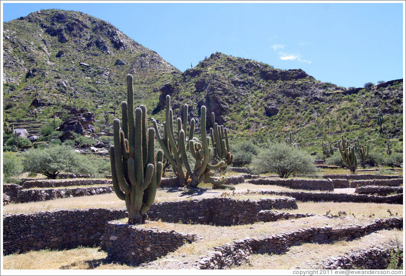 Pre-Inca ruins of Quilmes.