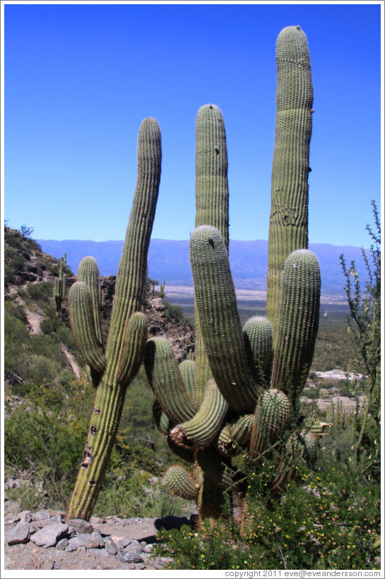 Cacti in the Pre-Inca ruins of Quilmes.