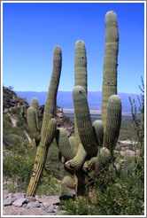 Cacti in the Pre-Inca ruins of Quilmes.
