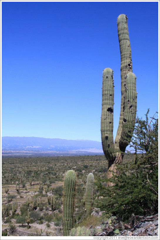 Cacti in the Pre-Inca ruins of Quilmes.