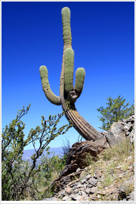 Cactus in the Pre-Inca ruins of Quilmes.