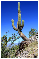 Cactus in the Pre-Inca ruins of Quilmes.