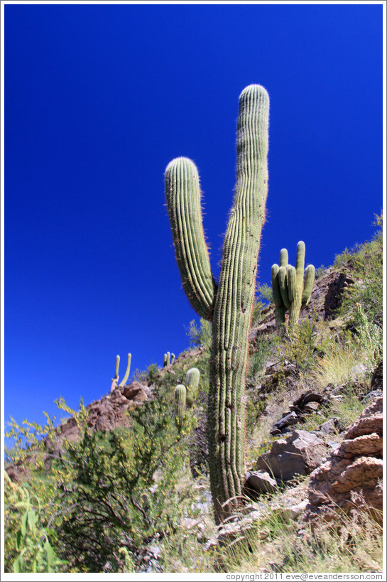 Cacti in the Pre-Inca ruins of Quilmes.