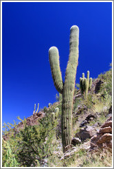 Cacti in the Pre-Inca ruins of Quilmes.