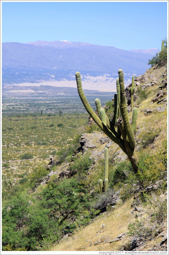 Cactus in the Pre-Inca ruins of Quilmes.
