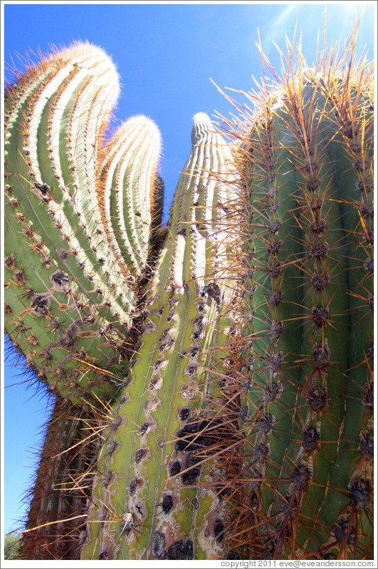 Cactus in the Pre-Inca ruins of Quilmes.