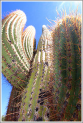 Cactus in the Pre-Inca ruins of Quilmes.