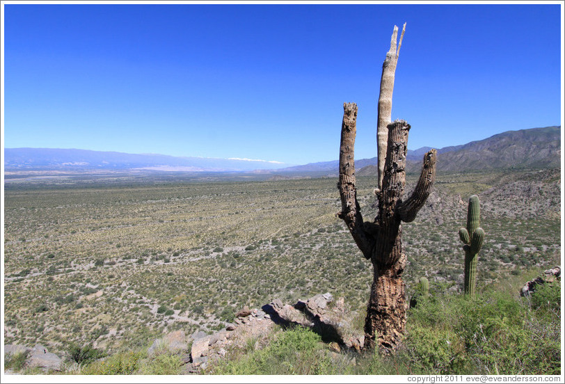 Dead cactus in the Pre-Inca ruins of Quilmes.