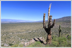 Dead cactus in the Pre-Inca ruins of Quilmes.