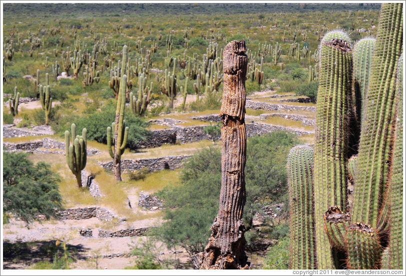 Dead cactus surrounded by live cacti in the Pre-Inca ruins of Quilmes.