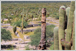 Dead cactus surrounded by live cacti in the Pre-Inca ruins of Quilmes.