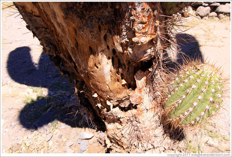 Live cactus growing on a dead cactus in the Pre-Inca ruins of Quilmes.