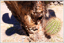 Live cactus growing on a dead cactus in the Pre-Inca ruins of Quilmes.