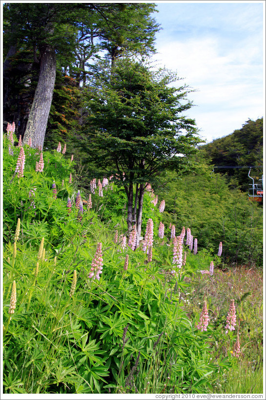 Lupins near the Aerosilla Glaciar Martial. 