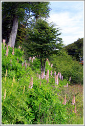 Lupins near the Aerosilla Glaciar Martial. 