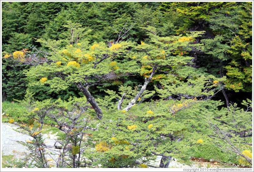 Green trees with yellow-green growths, viewed from the Aerosilla Glaciar Martial. 