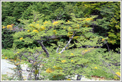 Green trees with yellow-green growths, viewed from the Aerosilla Glaciar Martial. 