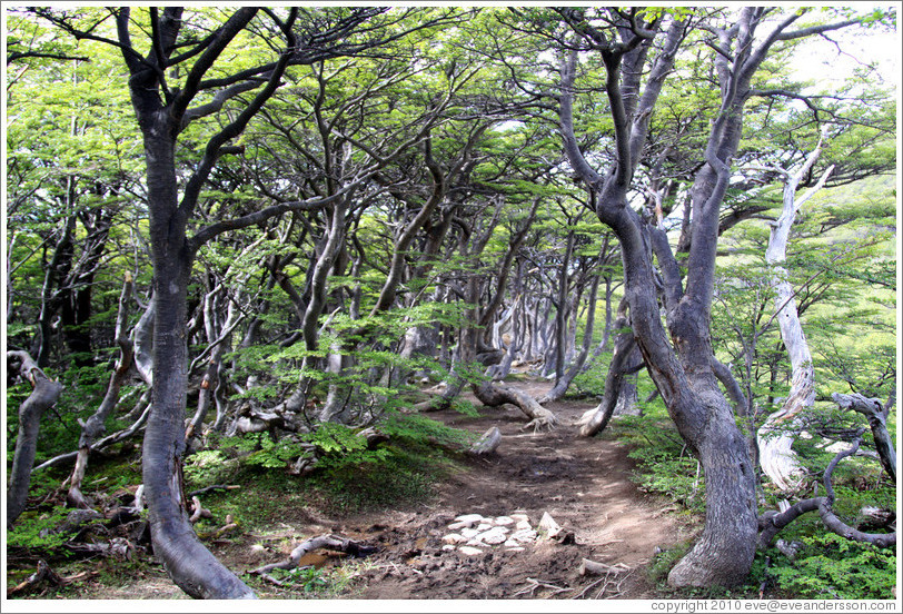 Sendero del Bosque (Forest Path), Glaciar Martial.