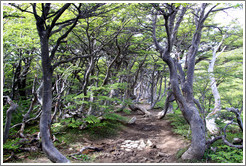 Sendero del Bosque (Forest Path), Glaciar Martial.