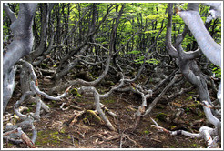 Sendero del Bosque (Forest Path), Glaciar Martial.