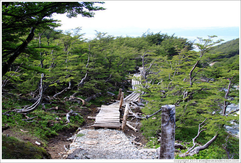 Sendero del Bosque (Forest Path), Glaciar Martial.