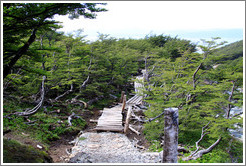 Sendero del Bosque (Forest Path), Glaciar Martial.