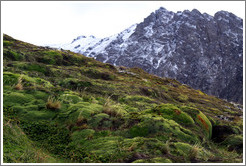 Groundcover, Sendero del Filo (Edge Path), Glaciar Martial.