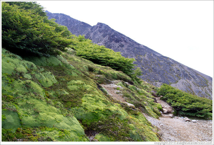 Trees, short due to adaptation to the wind.  Sendero del Filo (Edge Path), Glaciar Martial.