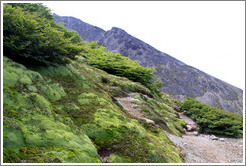 Trees, short due to adaptation to the wind.  Sendero del Filo (Edge Path), Glaciar Martial.