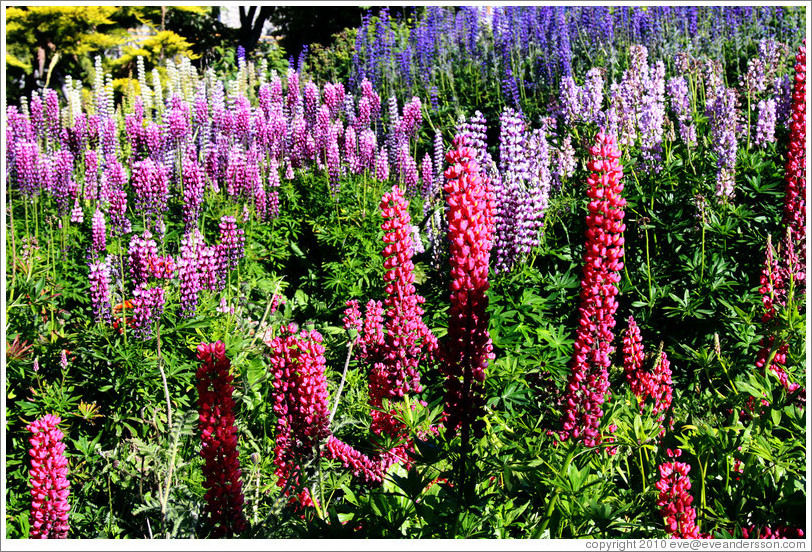 Lupins growing outside the Museo del Fin del Mundo.