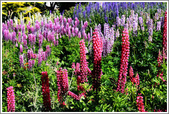 Lupins growing outside the Museo del Fin del Mundo.