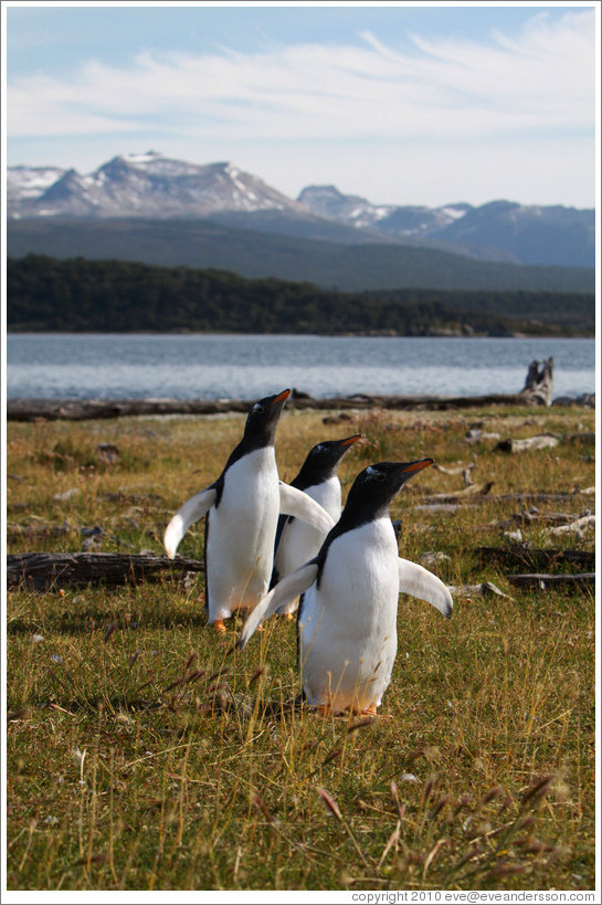 Three Gentoo Penguins.