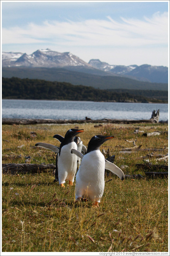 Gentoo Penguins.