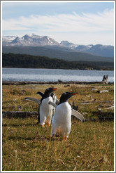 Gentoo Penguins.