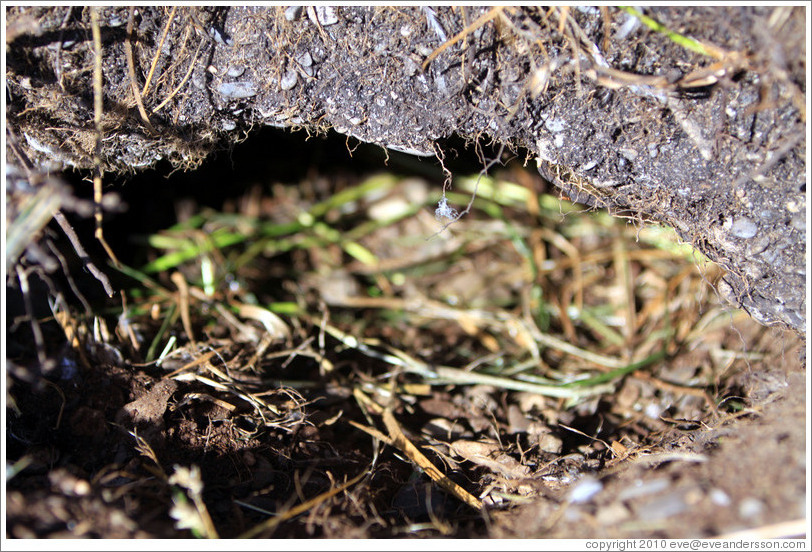 Burrow made by Gentoo Penguins.