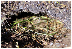 Burrow made by Gentoo Penguins.