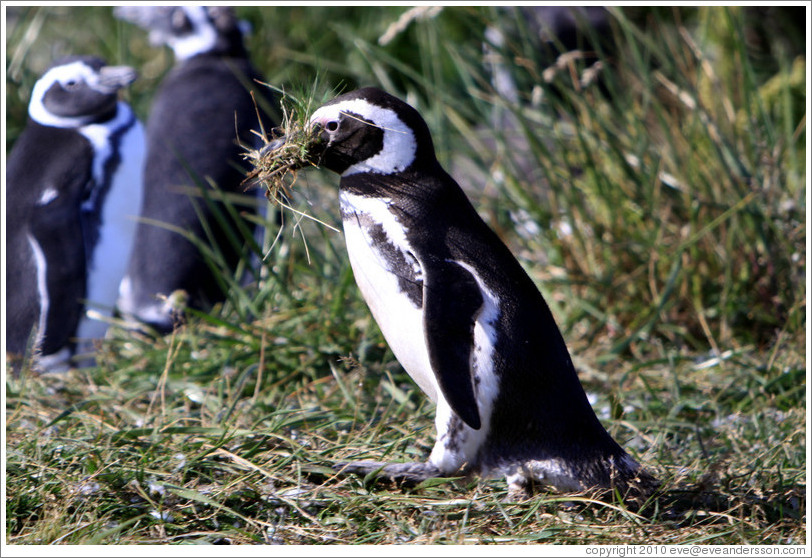 Gentoo Penguin carrying grass for its burros.