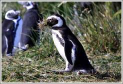 Gentoo Penguin carrying grass for its burros.