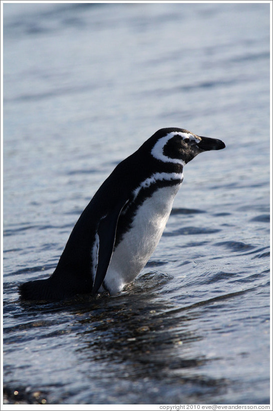 Magellanic Penguin entering the water.