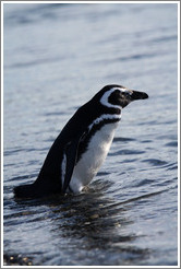 Magellanic Penguin entering the water.