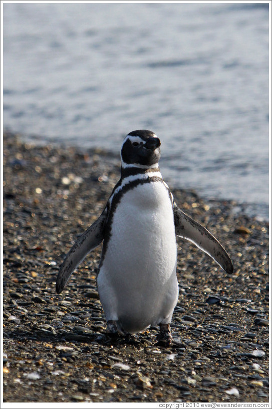 Magellanic Penguin.