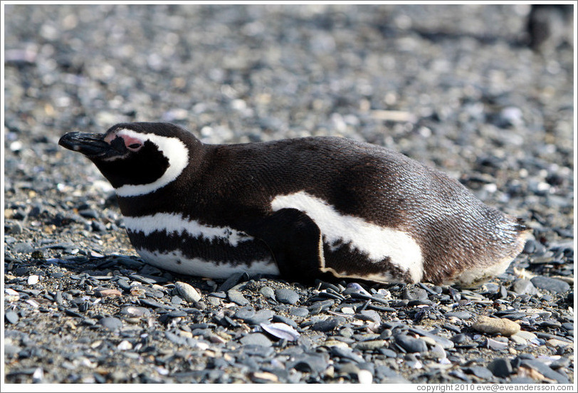 Magellanic Penguin lying down.