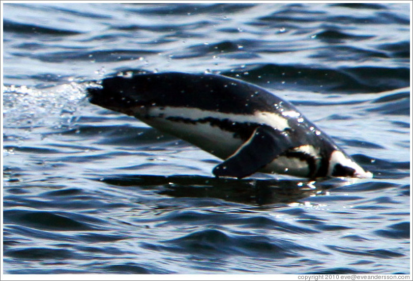 Magellanic Penguin porpoising.