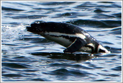 Magellanic Penguin porpoising.