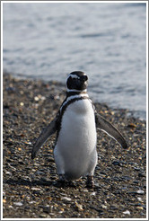 Magellanic Penguin.