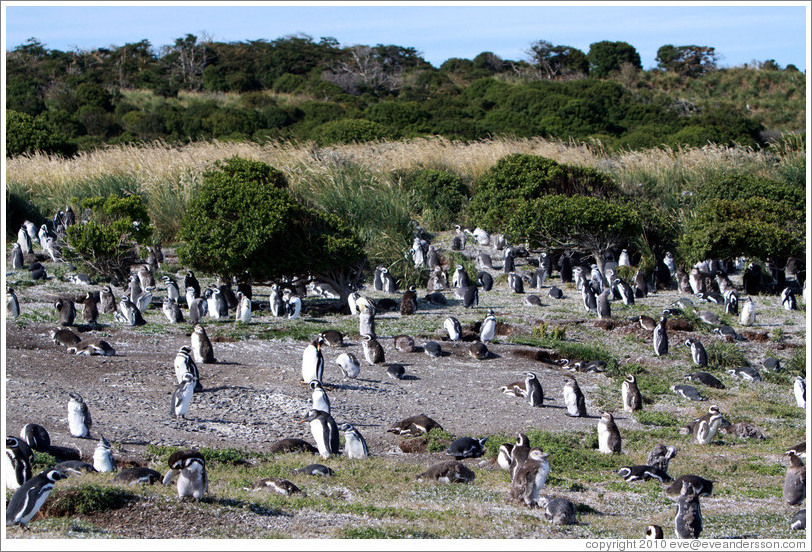 Magellanic Penguins.