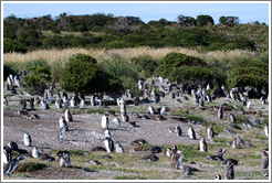 Magellanic Penguins.