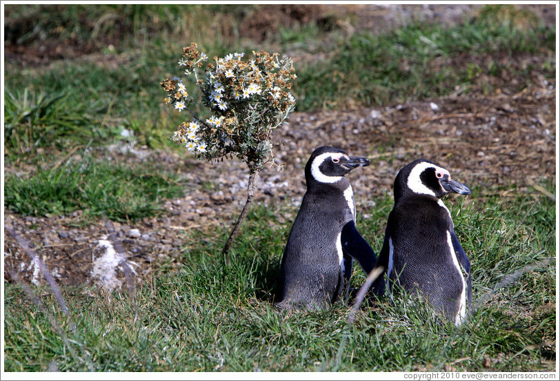 Two Magellanic Penguins by a flower bush.